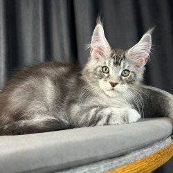 Maine Coon EZ Randy