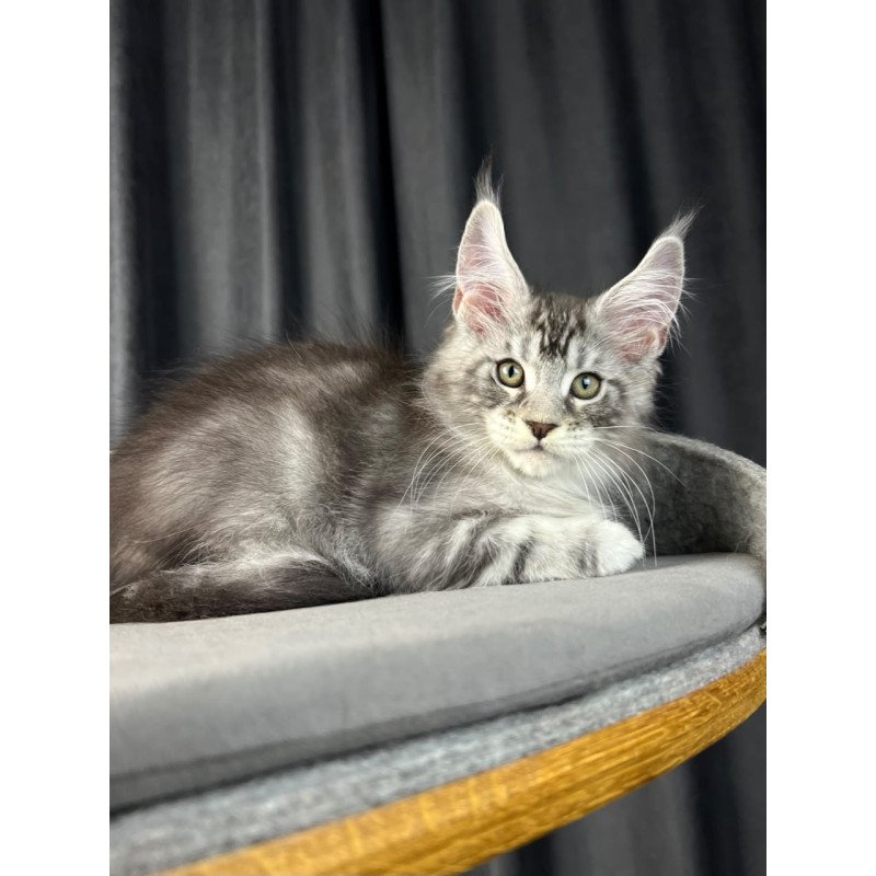 Maine Coon EZ Randy