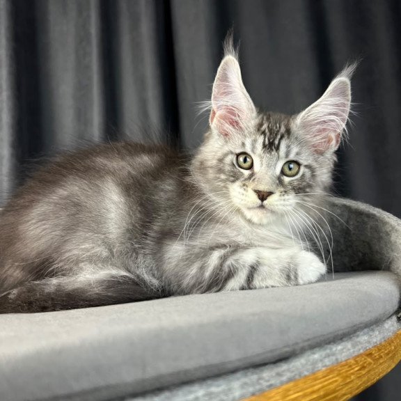Maine Coon EZ Randy