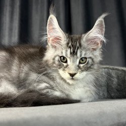 Maine Coon EZ Randy