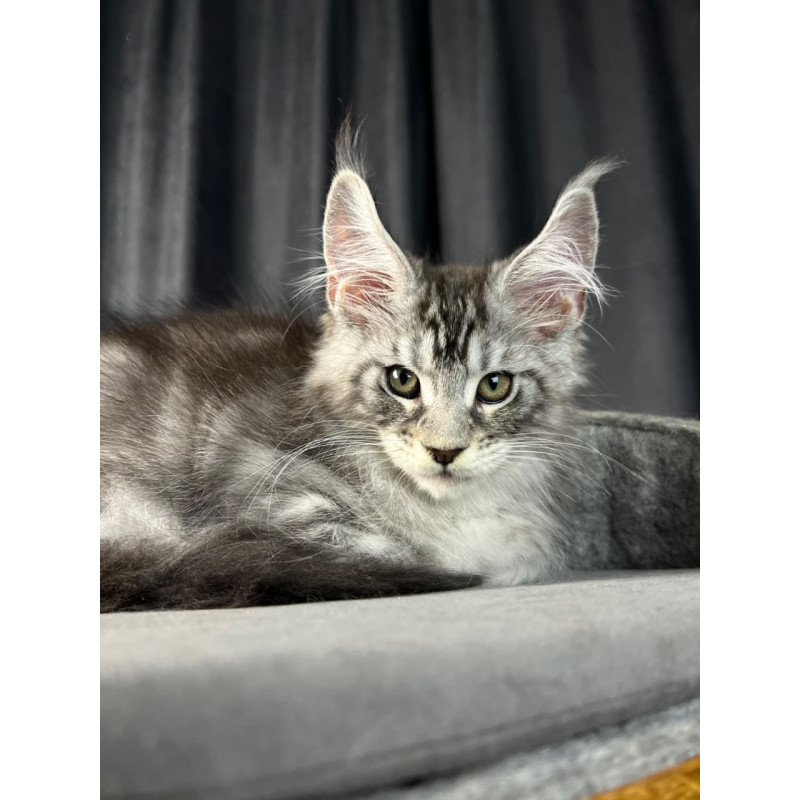 Maine Coon EZ Randy