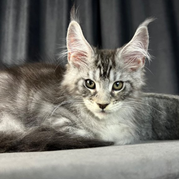 Maine Coon EZ Randy