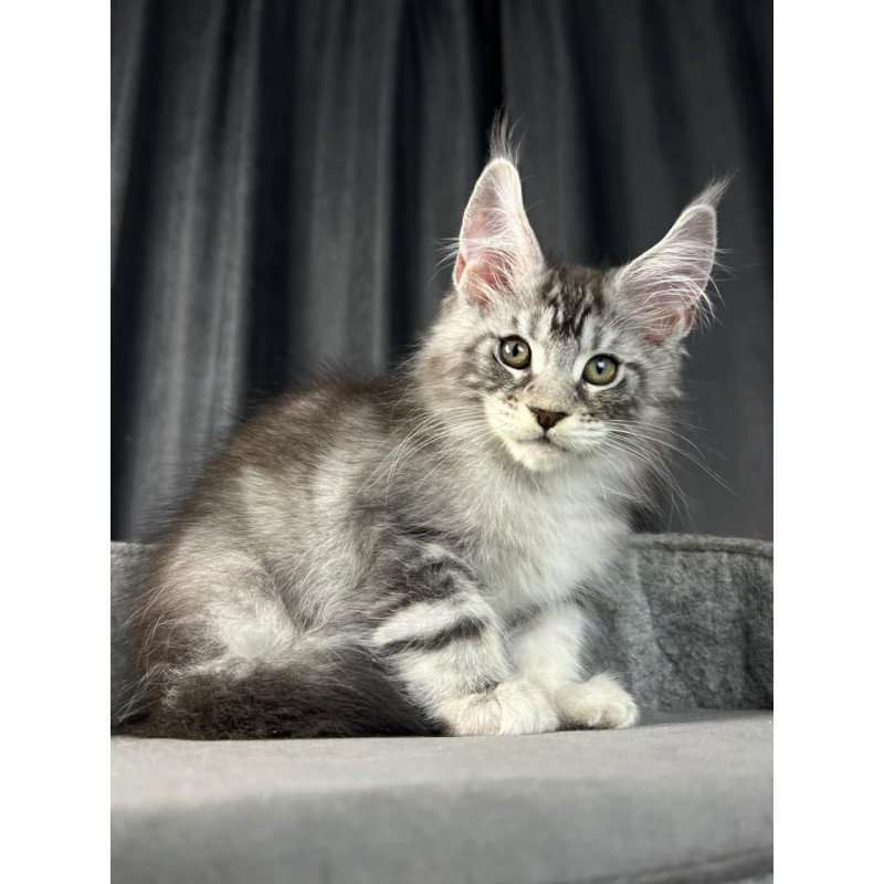 Maine Coon EZ Randy