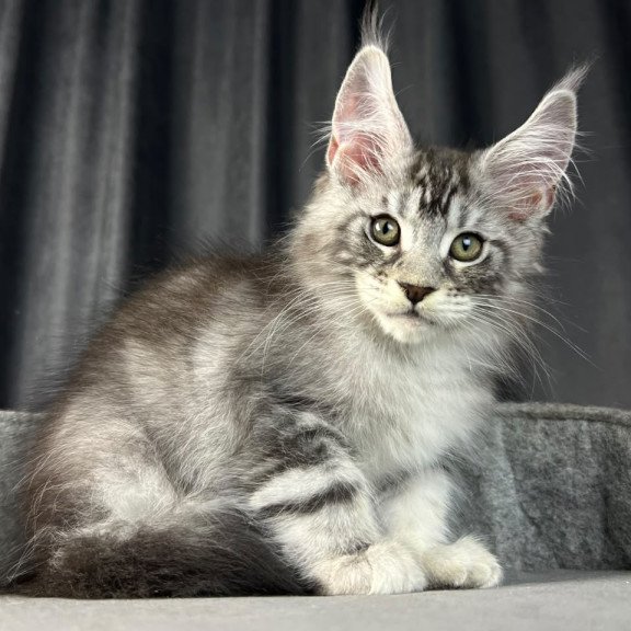 Maine Coon EZ Randy