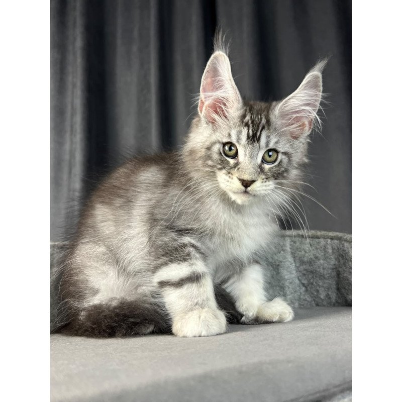 Maine Coon EZ Randy