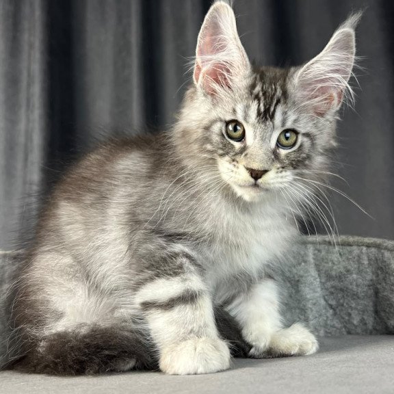 Maine Coon EZ Randy