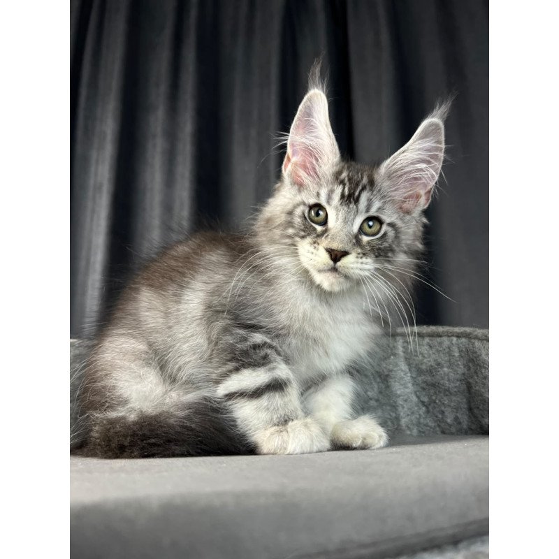 Maine Coon EZ Randy