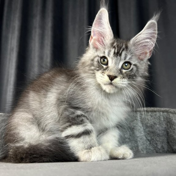 Maine Coon EZ Randy