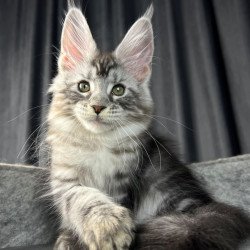Maine Coon EZ Roberta