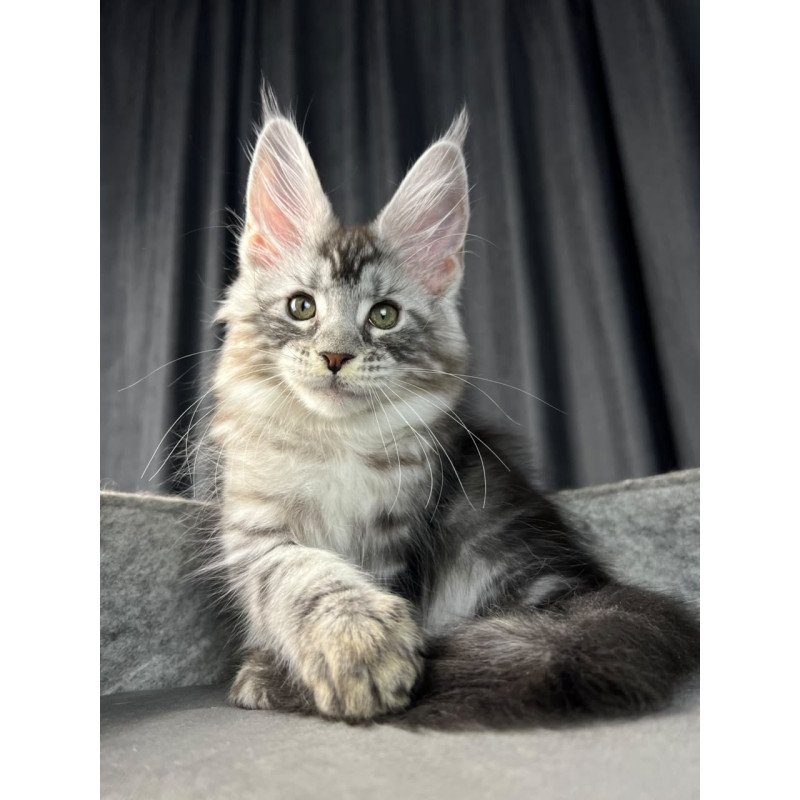Maine Coon EZ Roberta