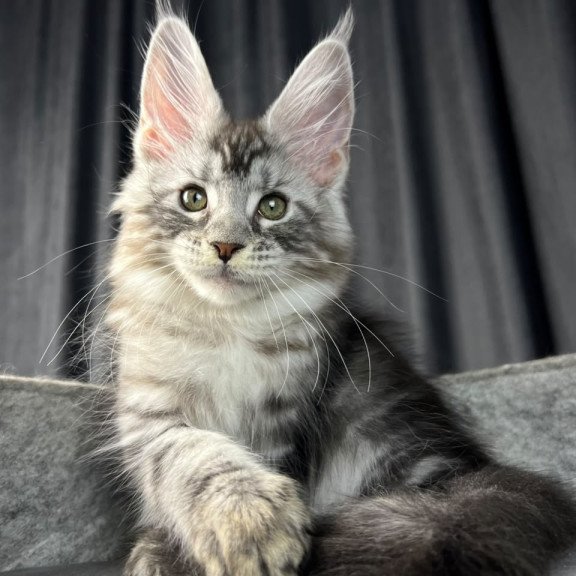 Maine Coon EZ Roberta