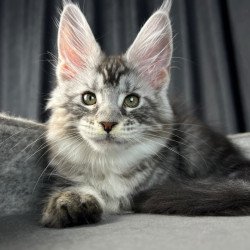 Maine Coon EZ Roberta