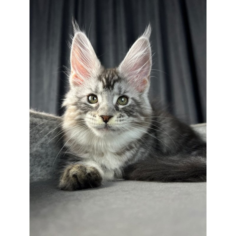 Maine Coon EZ Roberta