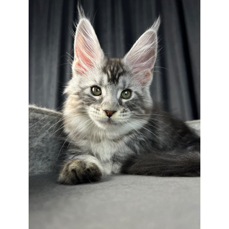 Maine Coon EZ Roberta