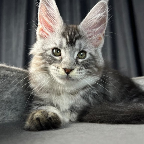 Maine Coon EZ Roberta