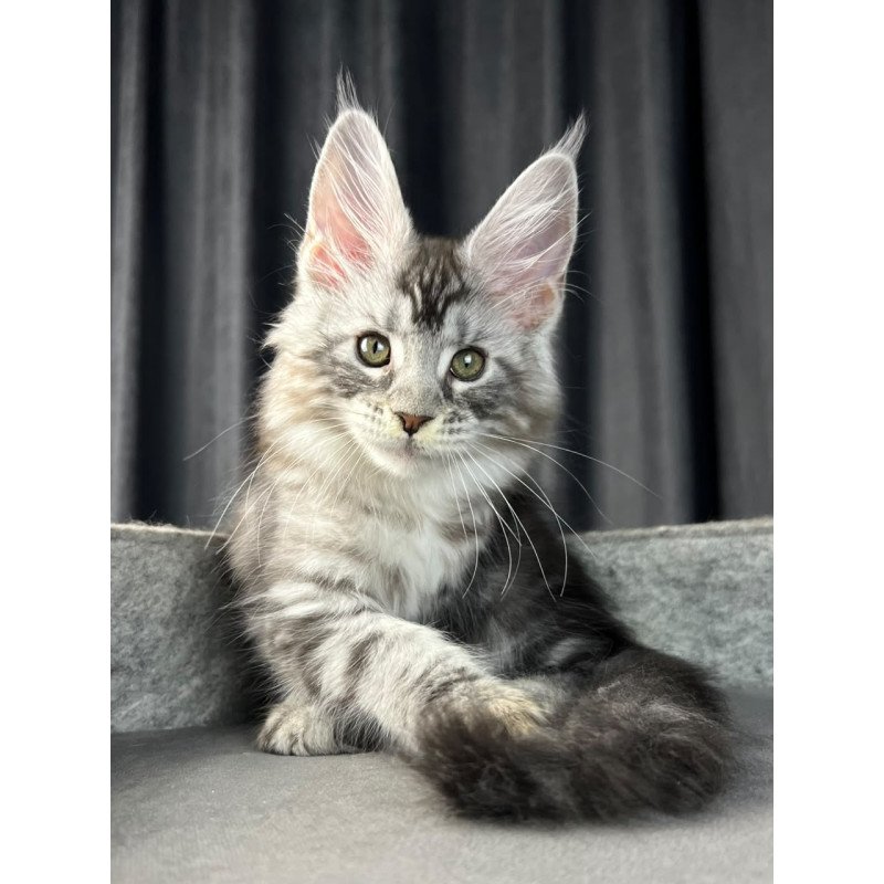 Maine Coon EZ Roberta