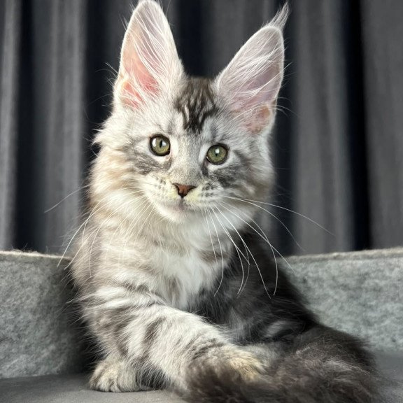 Maine Coon EZ Roberta