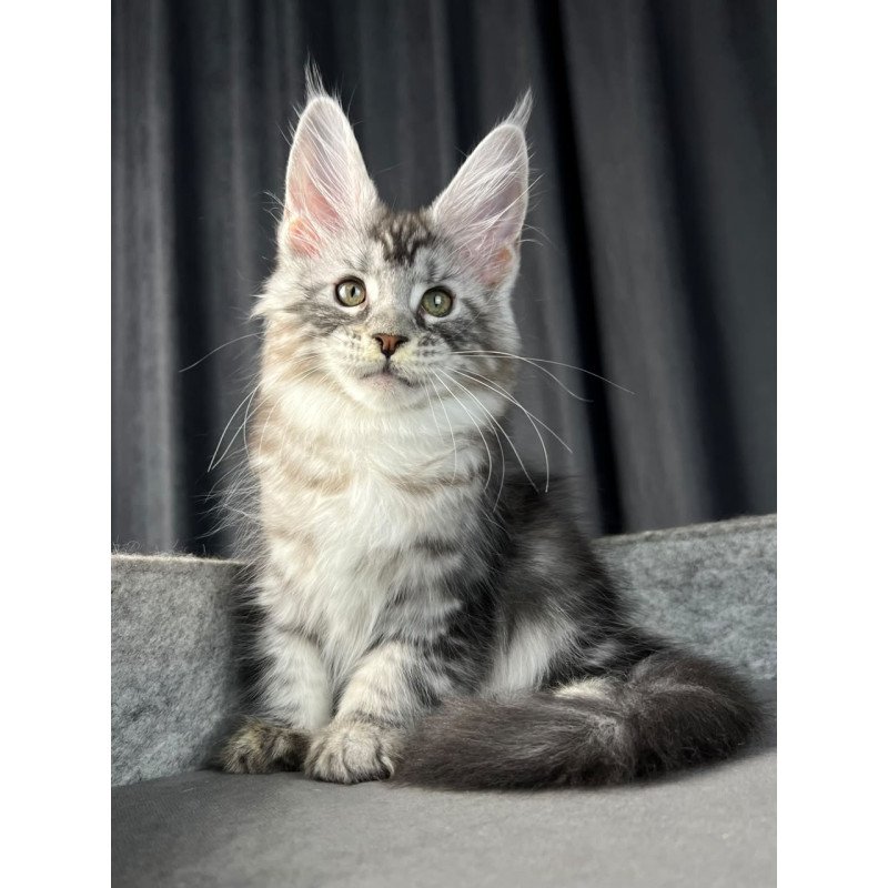 Maine Coon EZ Roberta