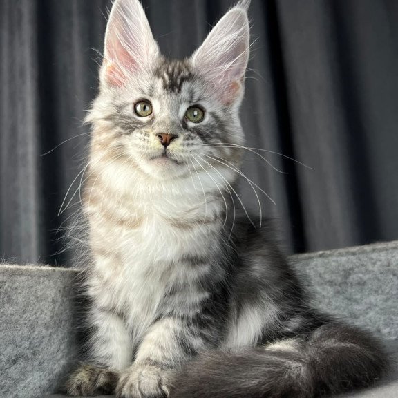 Maine Coon EZ Roberta