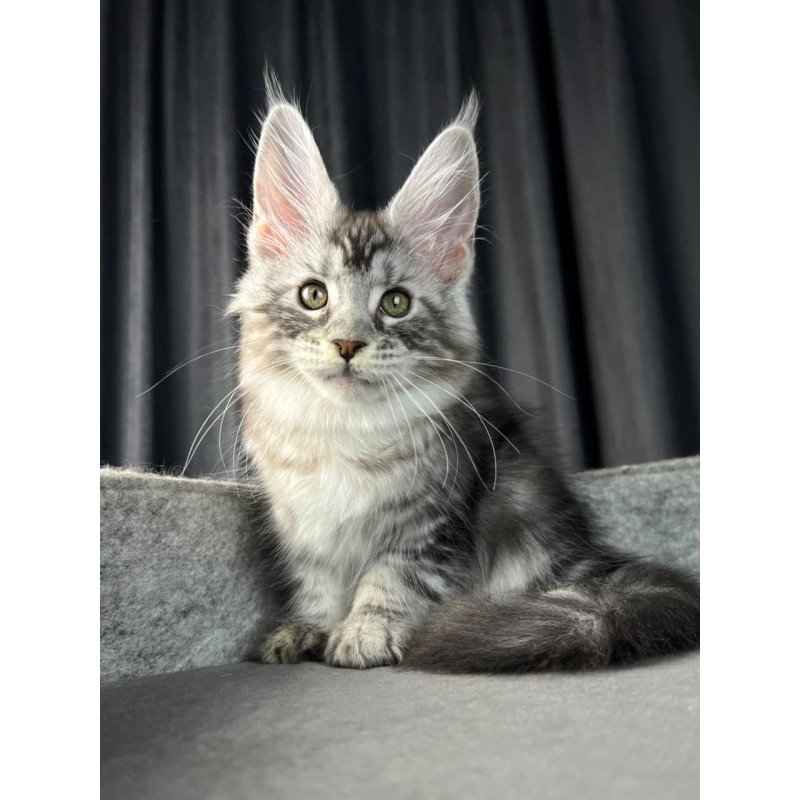 Maine Coon EZ Roberta