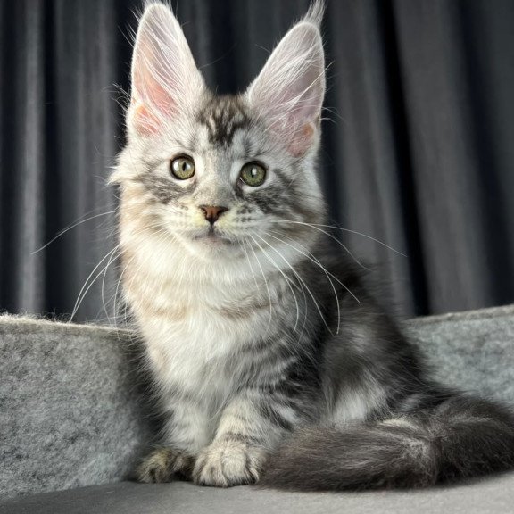 Maine Coon EZ Roberta