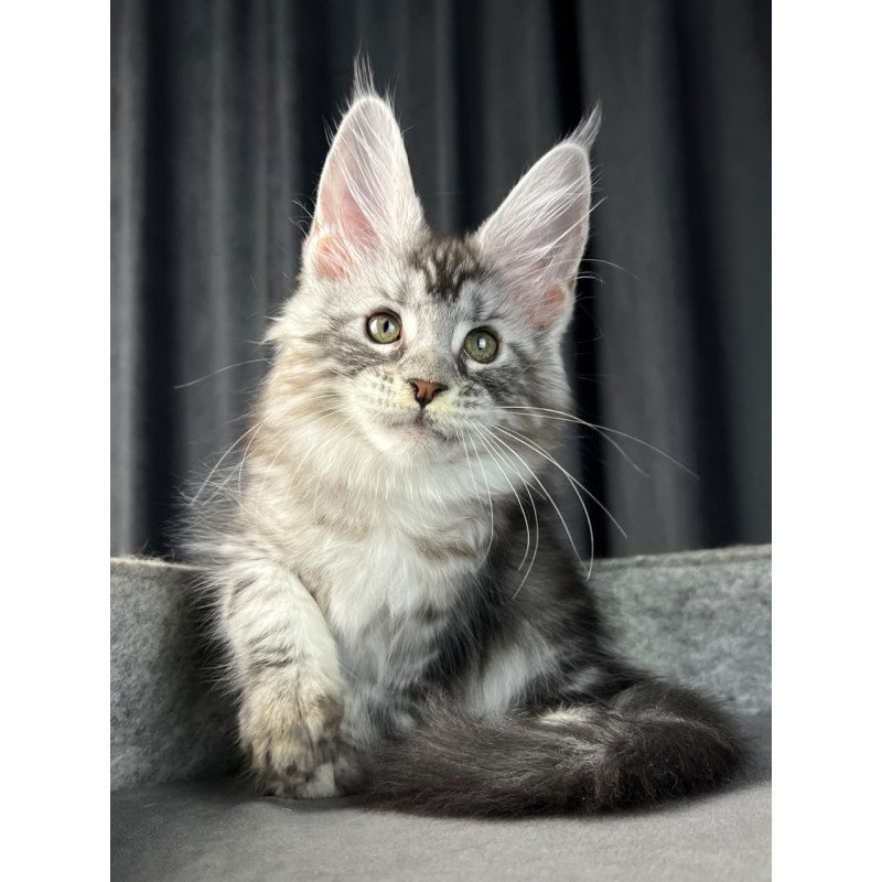 Maine Coon EZ Roberta