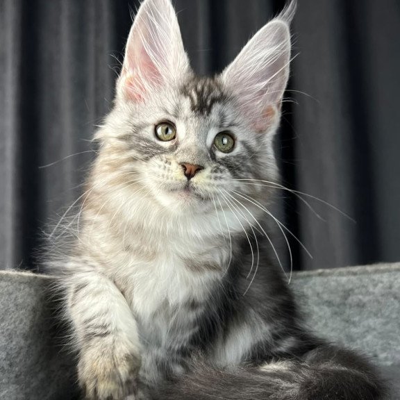 Maine Coon EZ Roberta