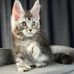 Maine Coon EZ Rhea Polydactyl