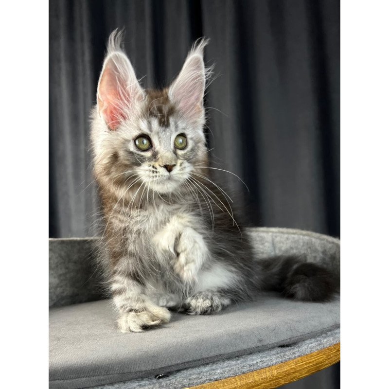 Maine Coon EZ Rhea Polydactyl