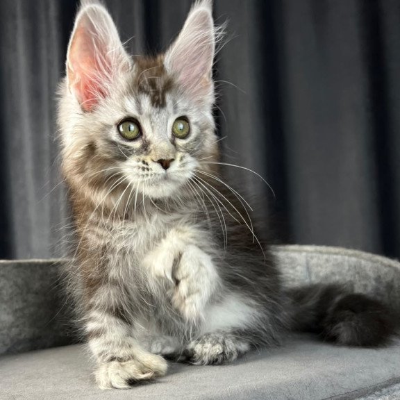 Maine Coon EZ Rhea Polydactyl
