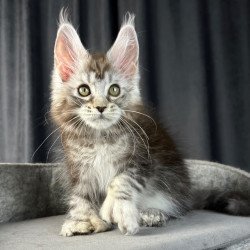 Maine Coon EZ Rhea Polydactyl