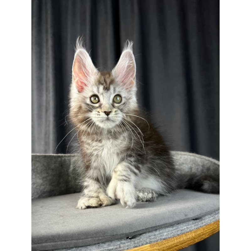 Maine Coon EZ Rhea Polydactyl