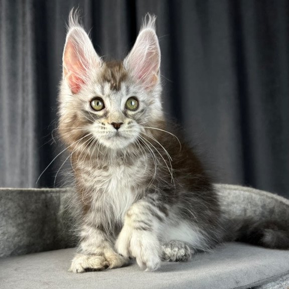 Maine Coon EZ Rhea Polydactyl
