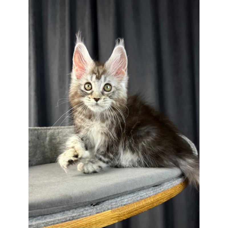 Maine Coon EZ Rhea Polydactyl