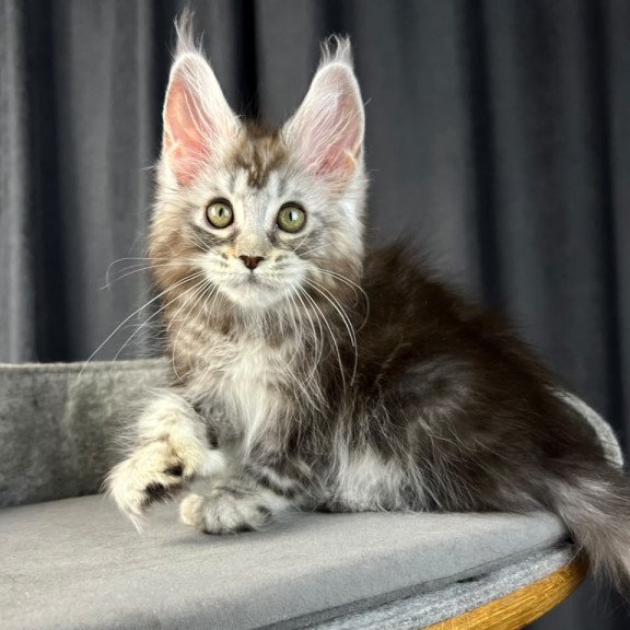 Maine Coon EZ Rhea Polydactyl