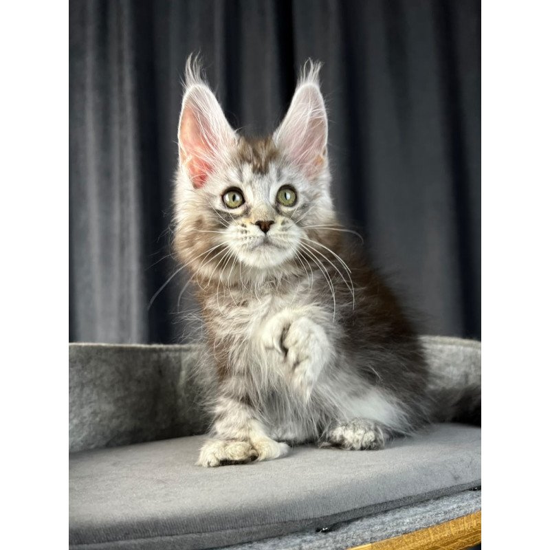Maine Coon EZ Rhea Polydactyl