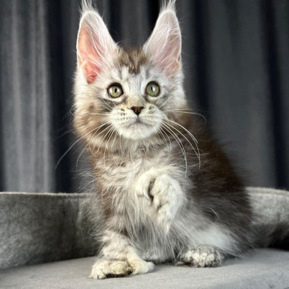 Maine Coon EZ Rhea Polydactyl