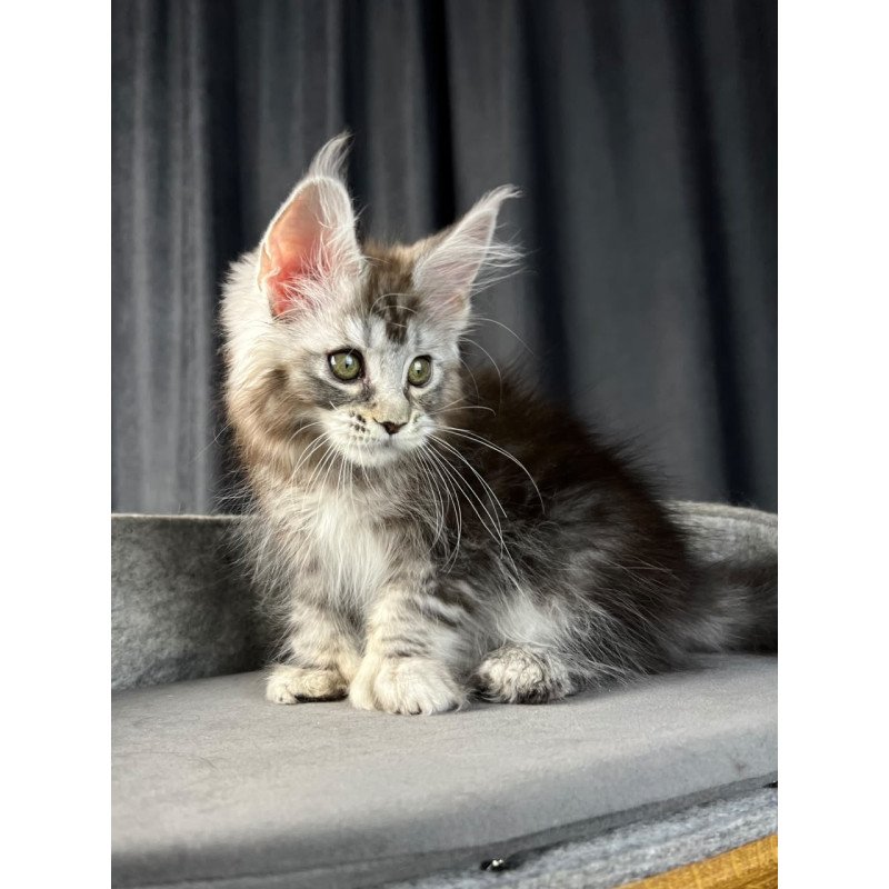 Maine Coon EZ Rhea Polydactyl