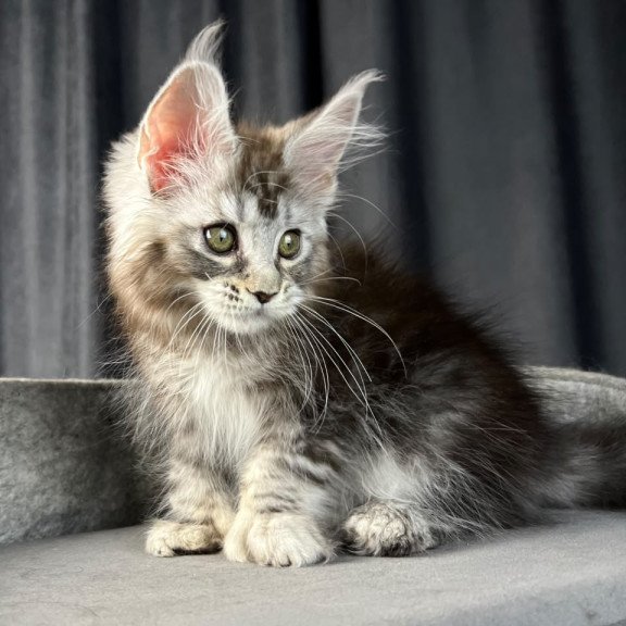 Maine Coon EZ Rhea Polydactyl