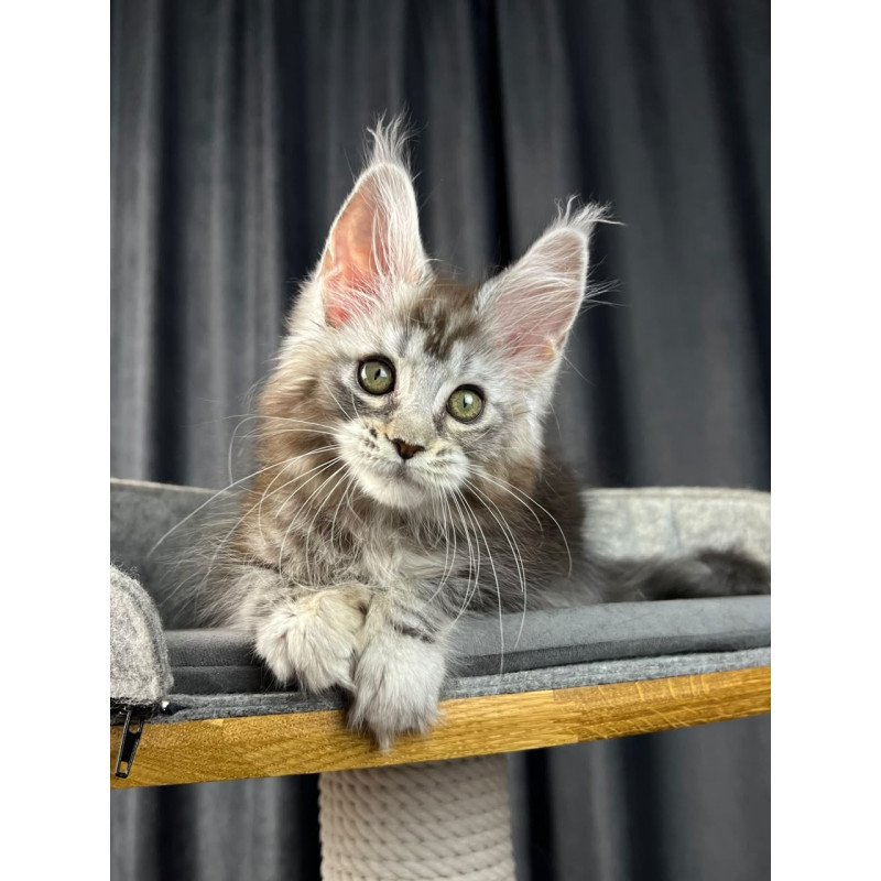 Maine Coon EZ Rhea Polydactyl