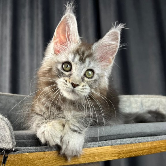 Maine Coon EZ Rhea Polydactyl