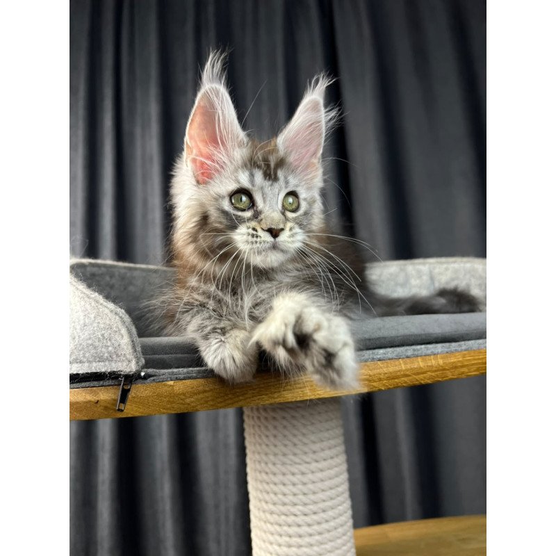 Maine Coon EZ Rhea Polydactyl