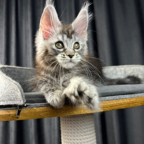 Maine Coon EZ Rhea Polydactyl