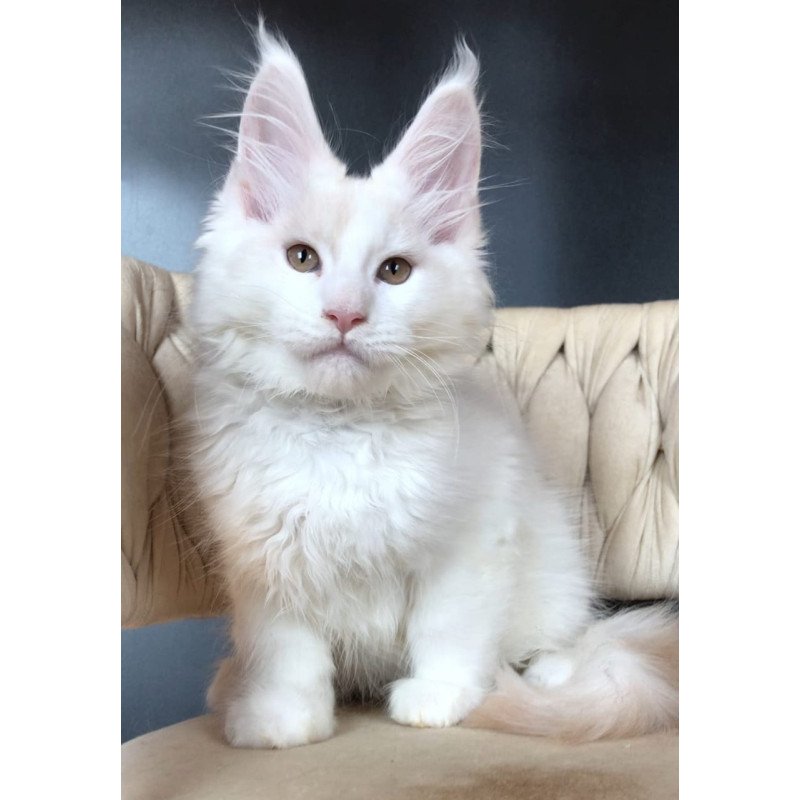 Maine Coon EZ Eddie