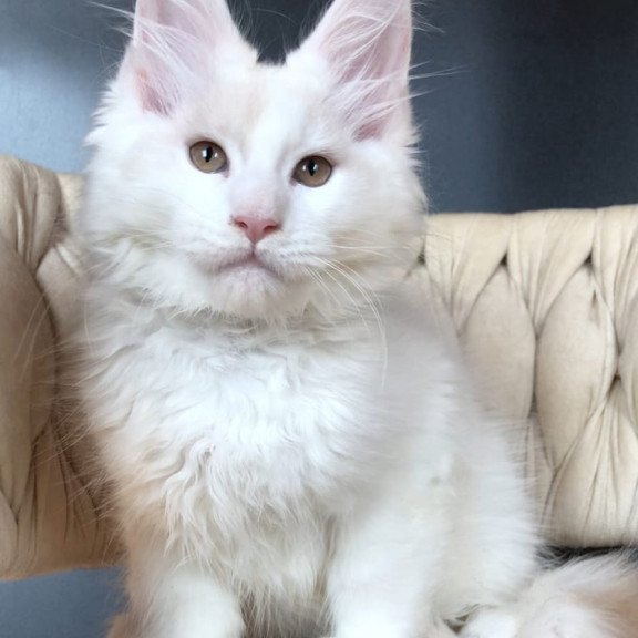 Maine Coon EZ Eddie