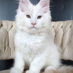 Maine Coon EZ Eddie
