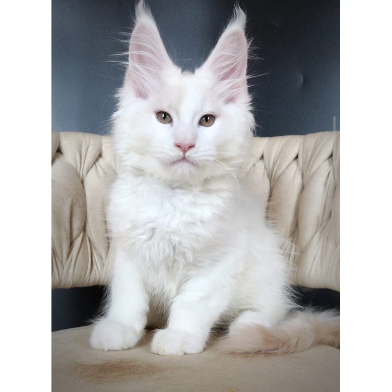 Maine Coon EZ Eddie