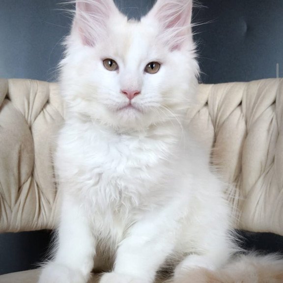 Maine Coon EZ Eddie