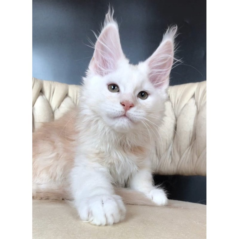 Maine Coon EZ Endi