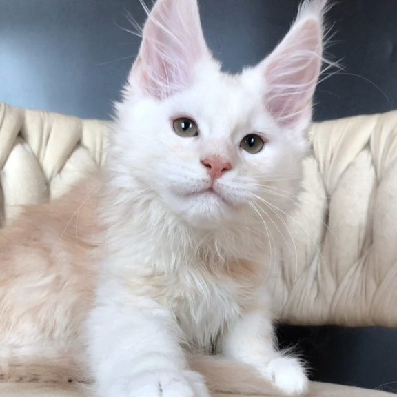 Maine Coon EZ Endi